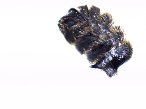 Osmia spinulosa